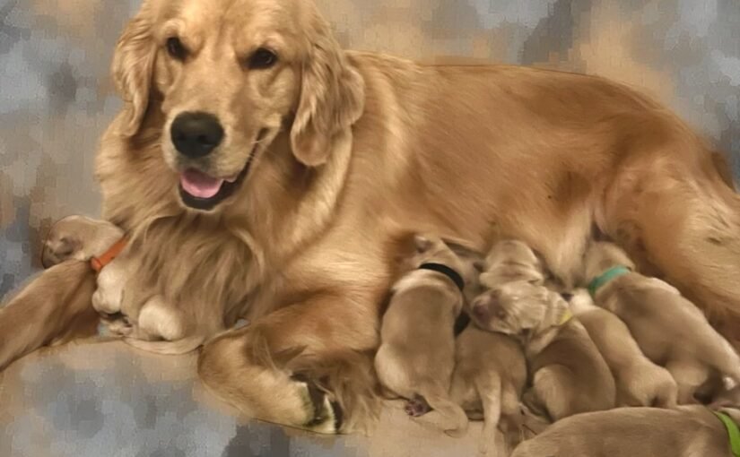 Rayna/Tucker puppies